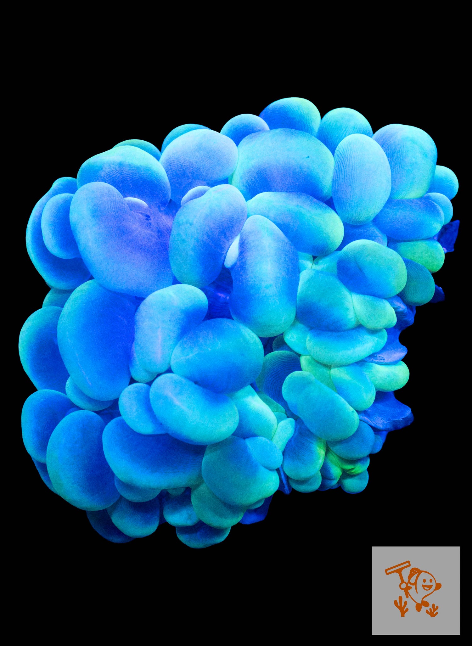 A5 - Blue Bubble Coral