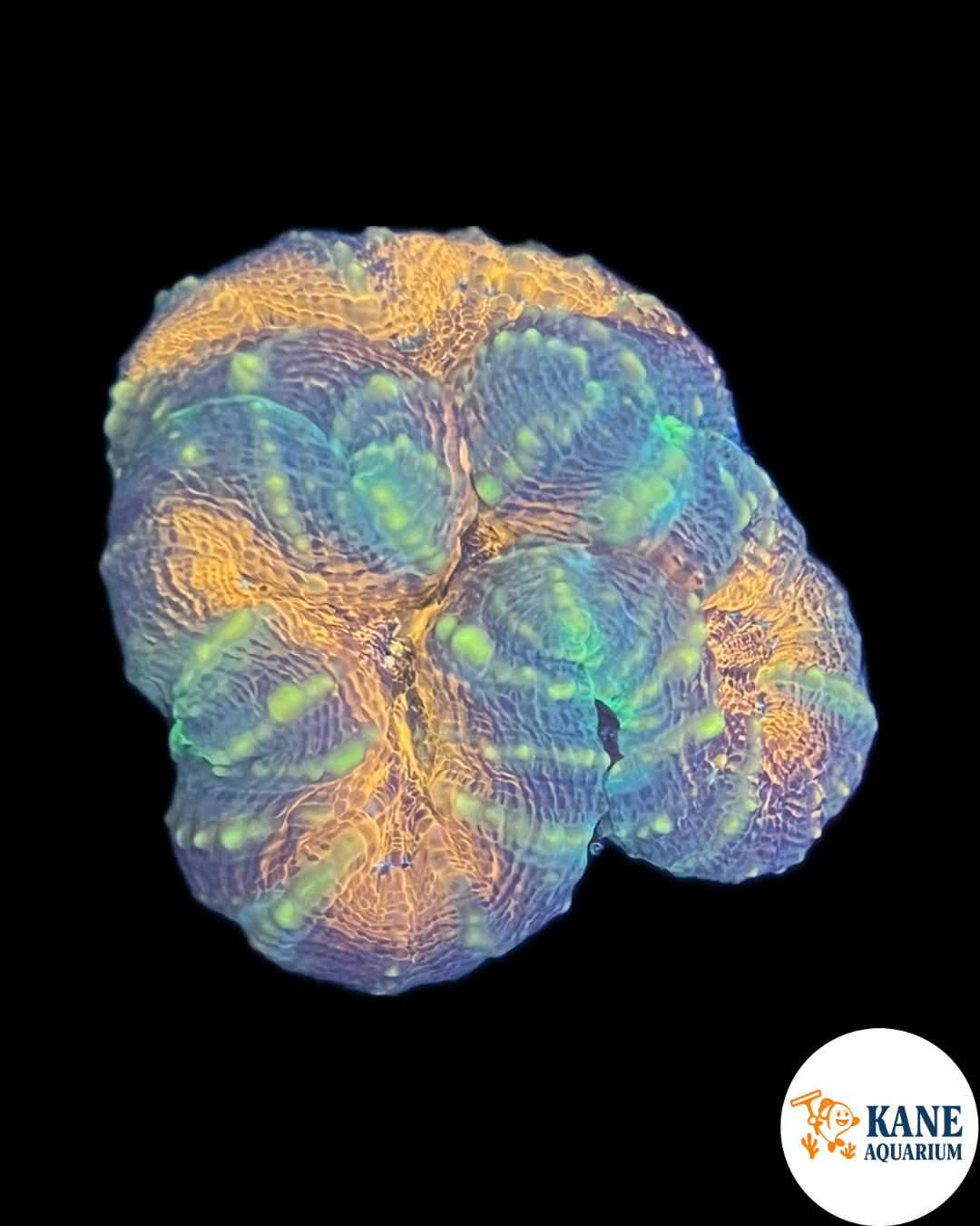 A52 - Lobophyllia Orange with yellow sparkles