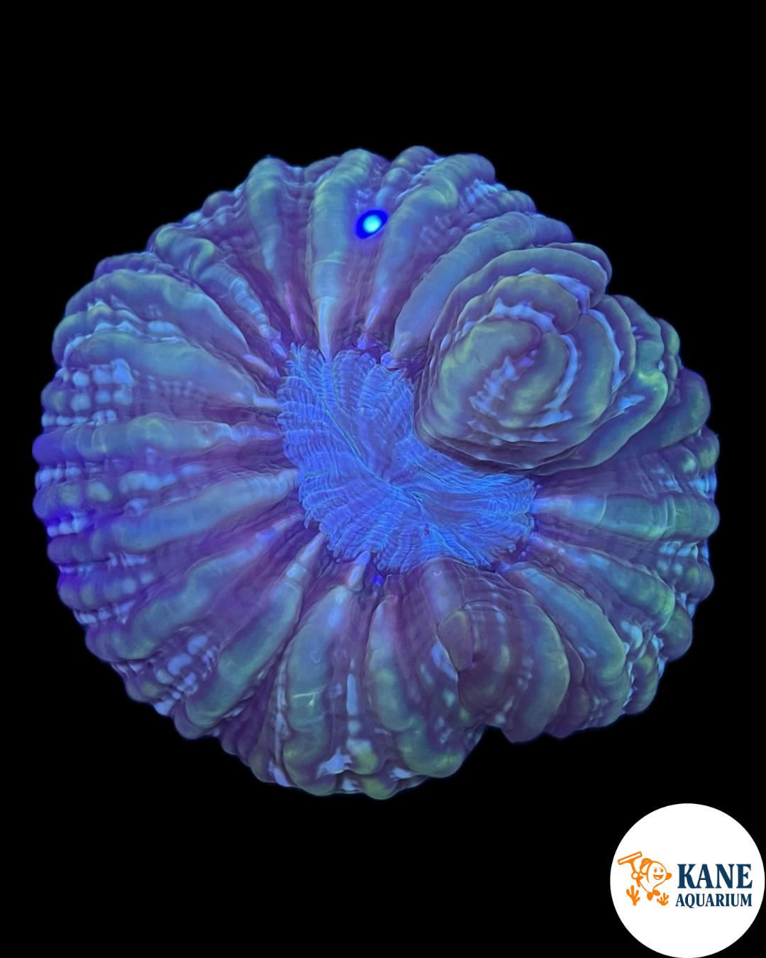 A53 - Acanthophyllia Donut Green and Blue
