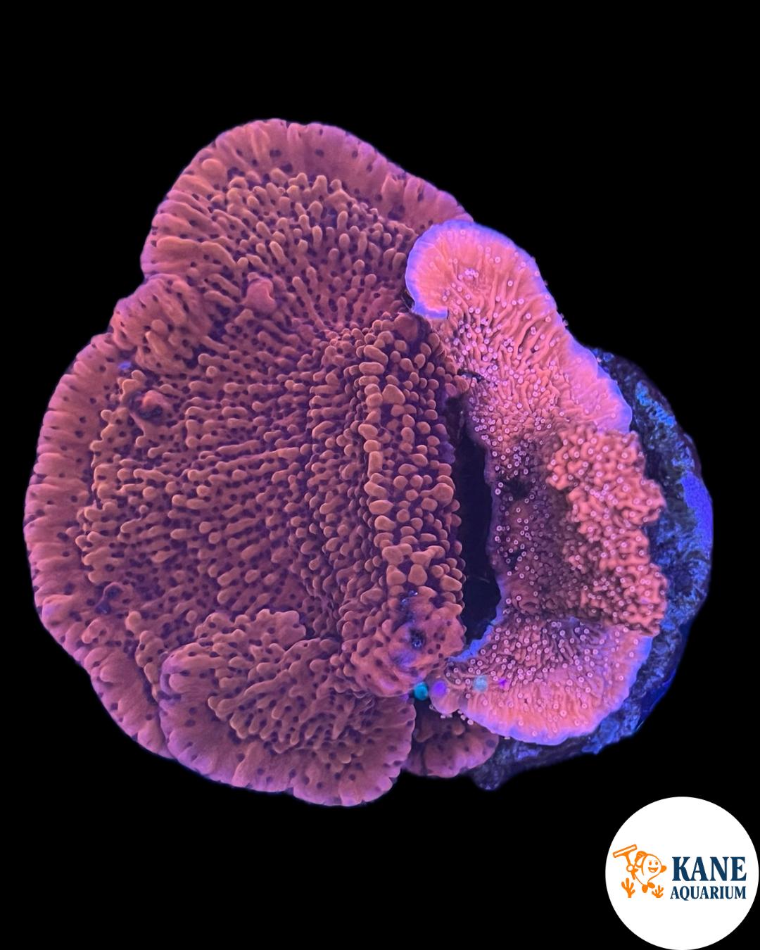 B55 - Red Monti Cap Colony