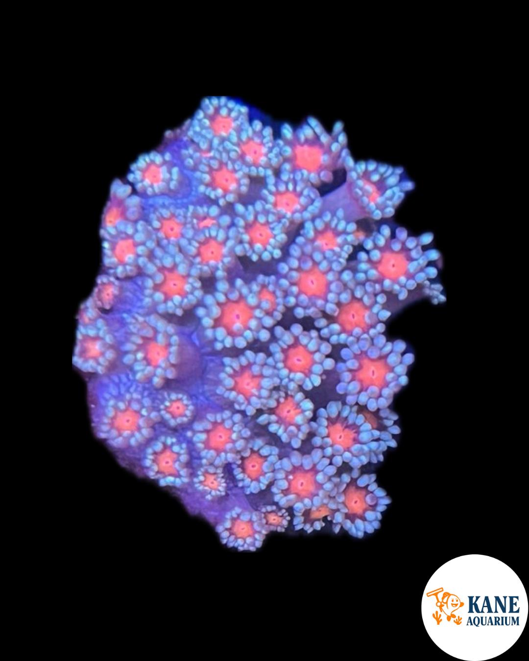 A56 - Pink center Goni Frag