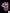 A59 - Lobophyllia Orange and blue