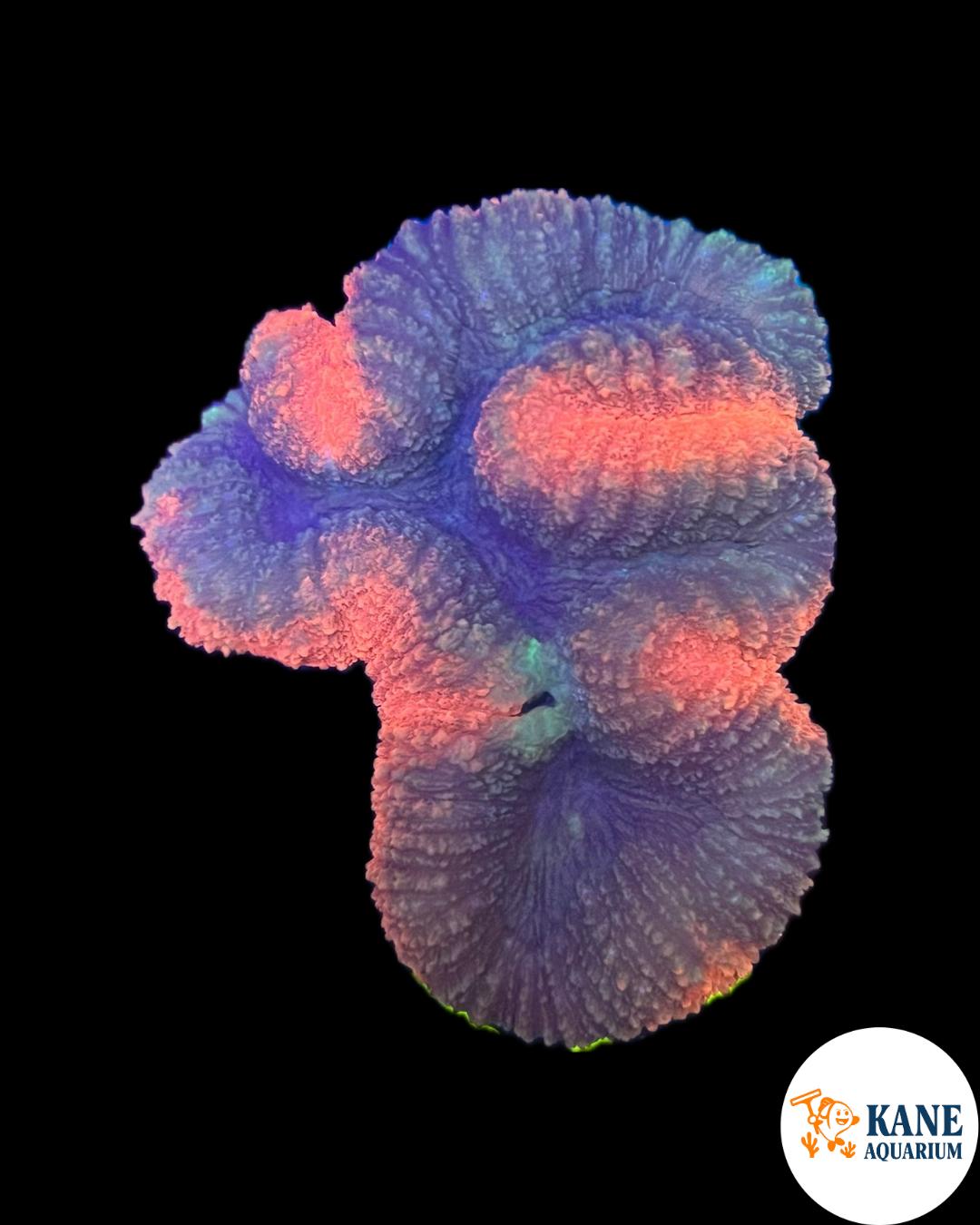 A59 - Lobophyllia Orange and blue