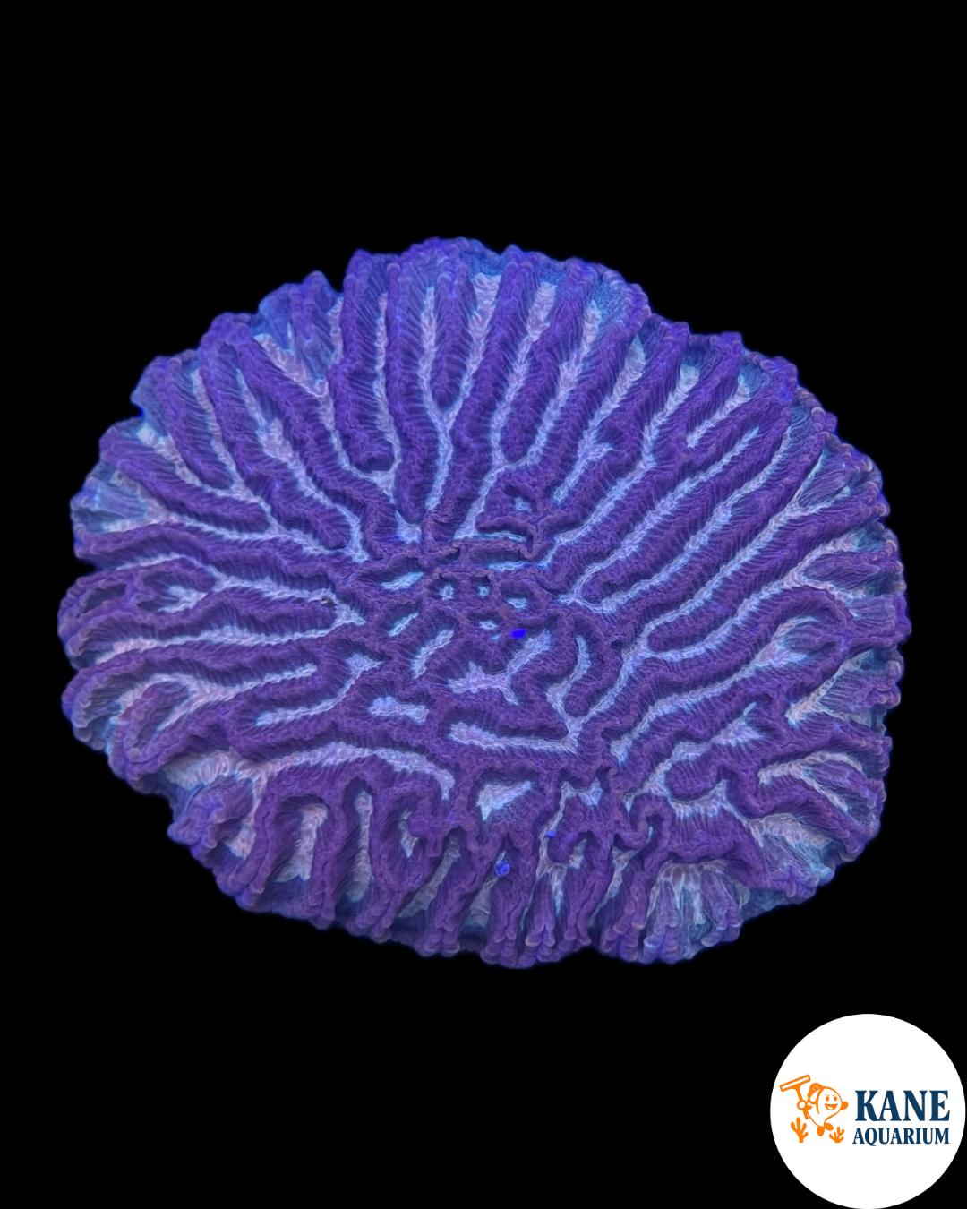 A60 - Maze Brain Purple