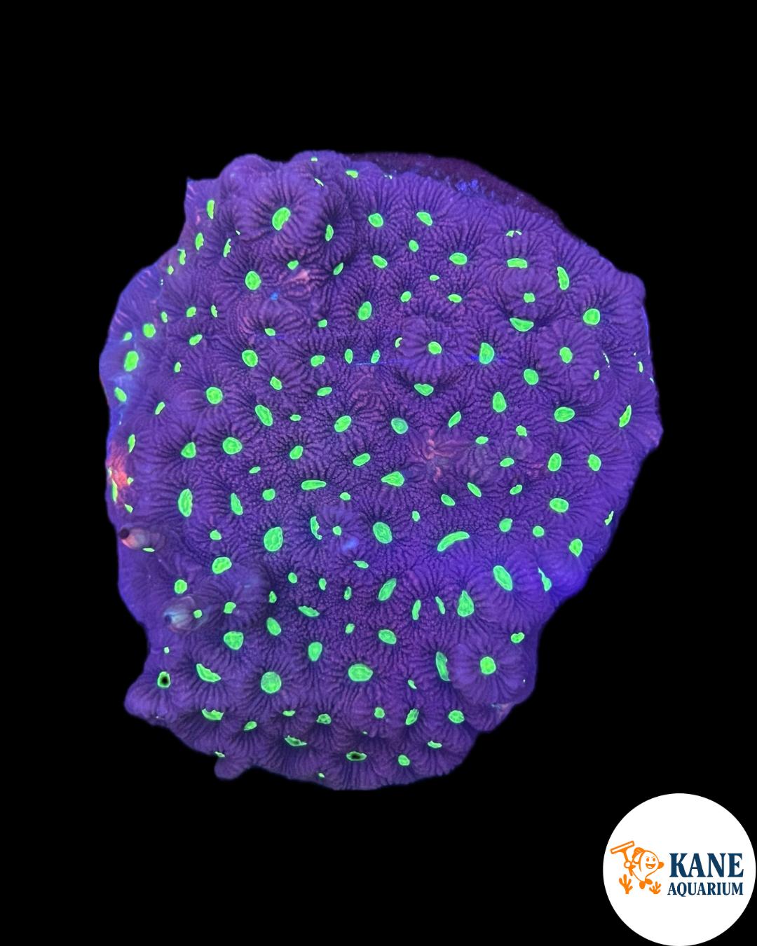 A64 - Purple with green mouth Favites Colony