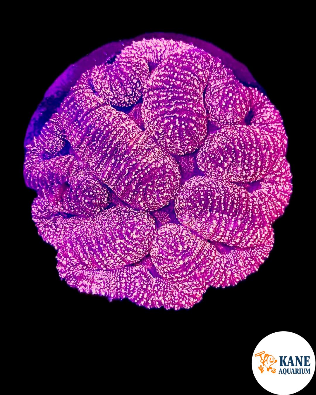 A7 - Rose Symphyllia