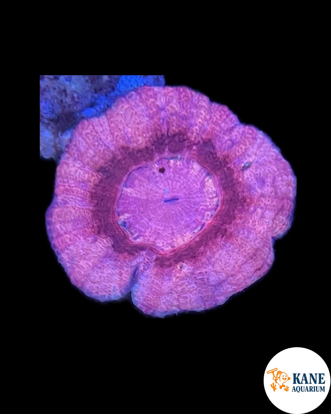 A72 - Pink Scoly
