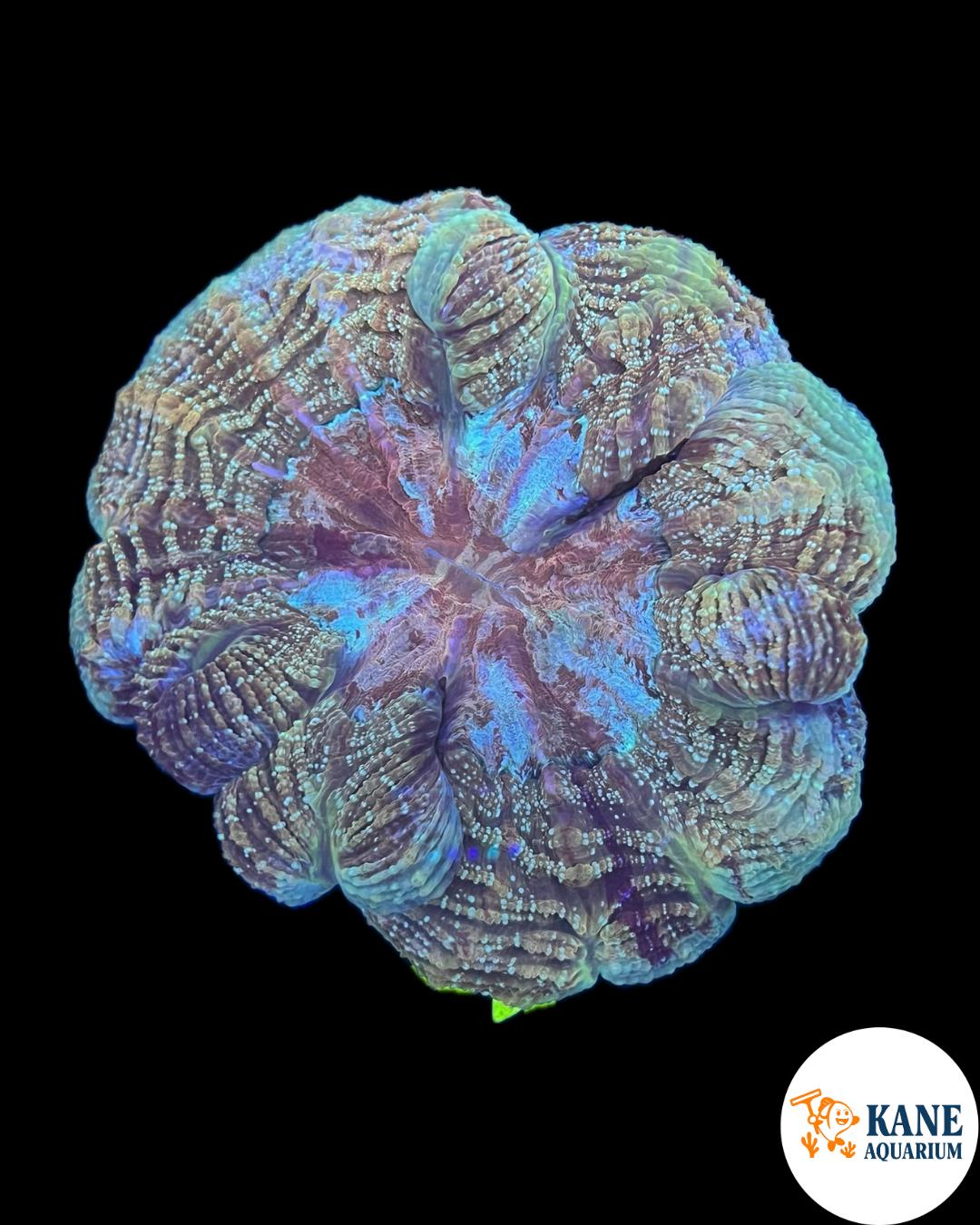 A75 - Acanthophyllia Donut Blue and Yellow