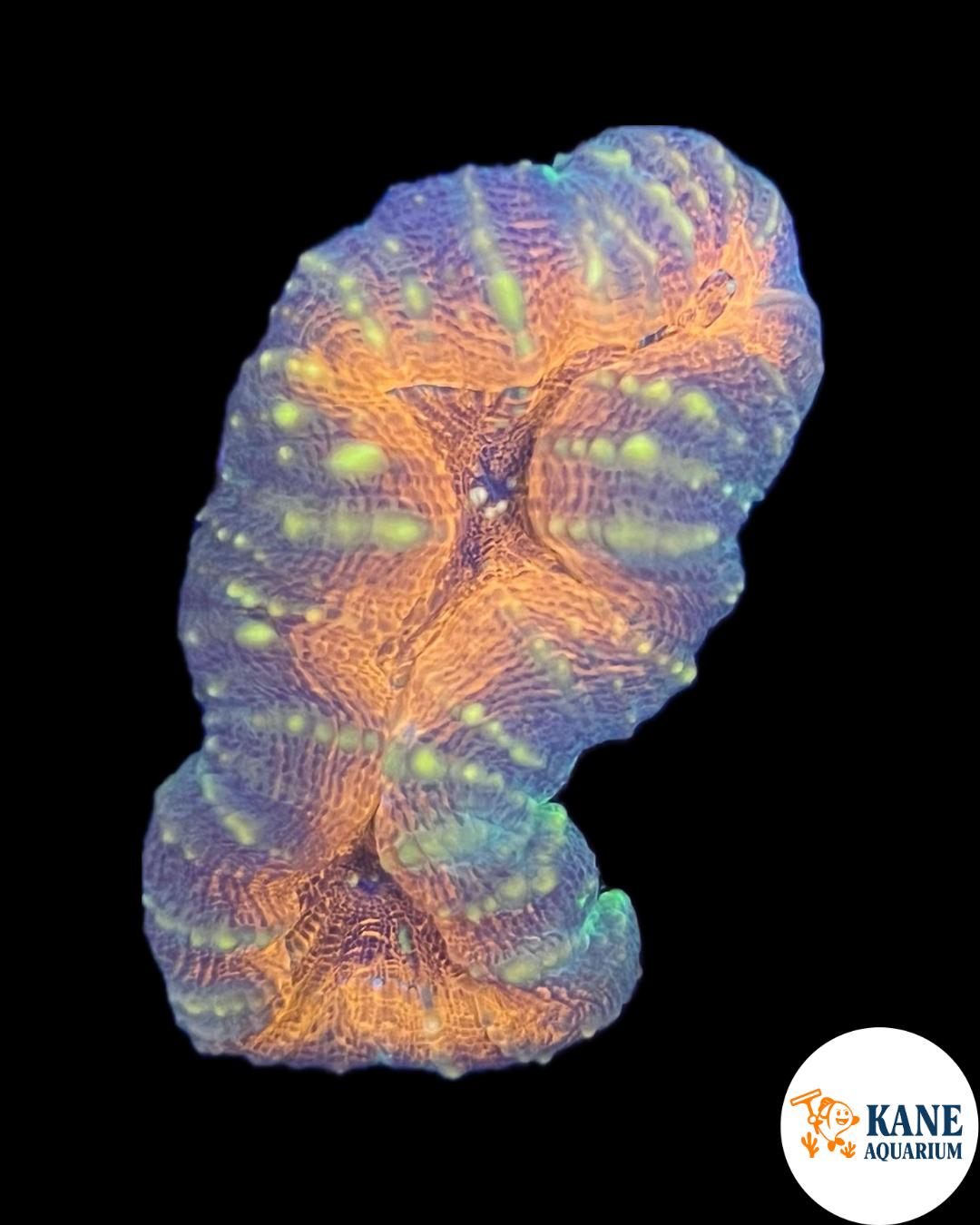 A76 - Lobophyllia Orange with yellow