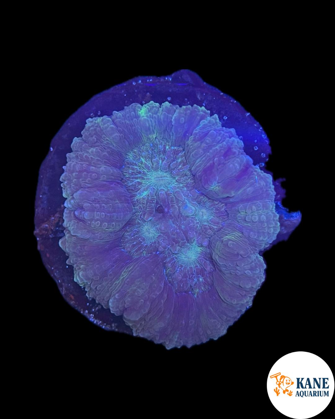 B77 - Wellsophyllia Purple