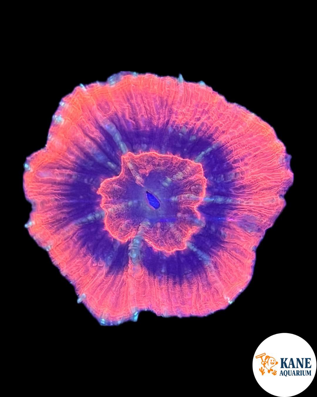 A78 - Red Australomussa with Blue center