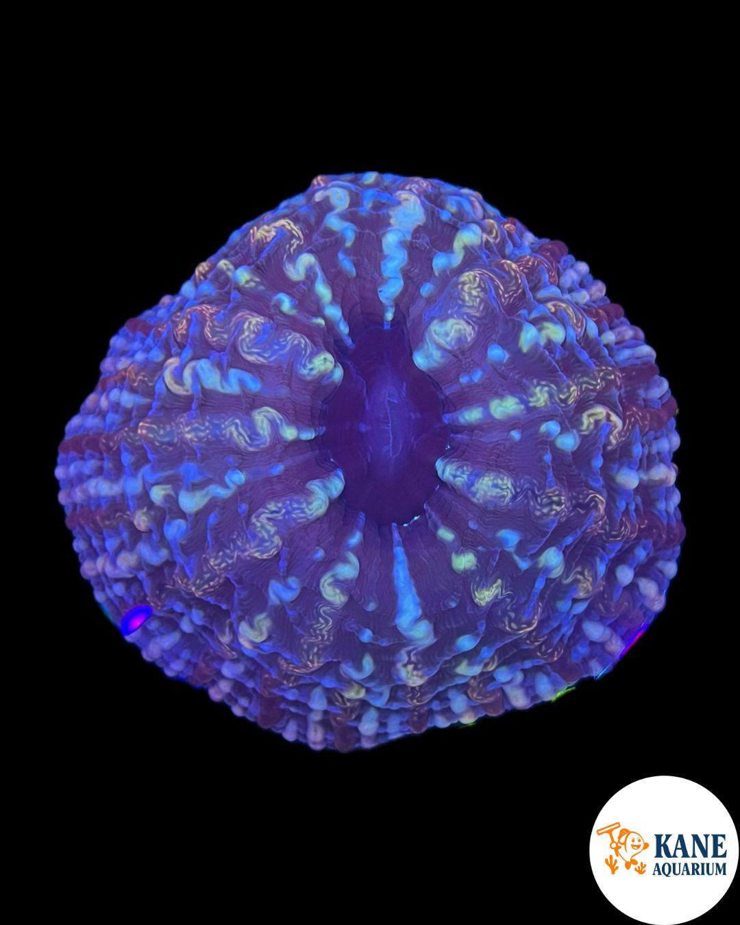A79 - Indophyllia macassarensis
