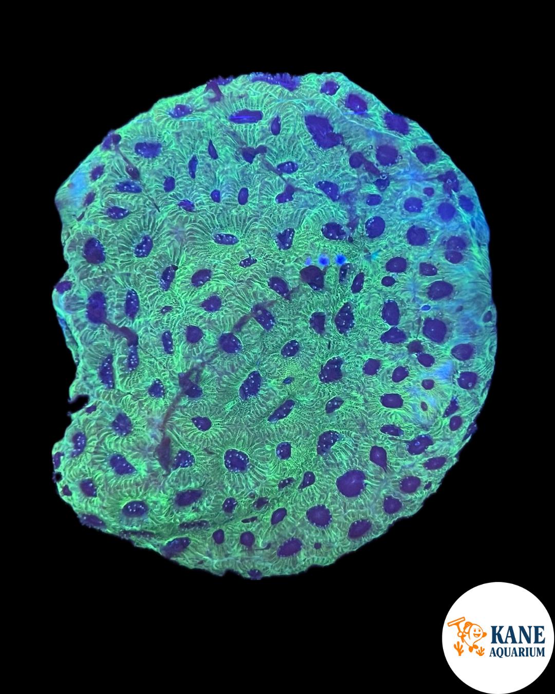 A82 - Green with blue mouth Favites Colony