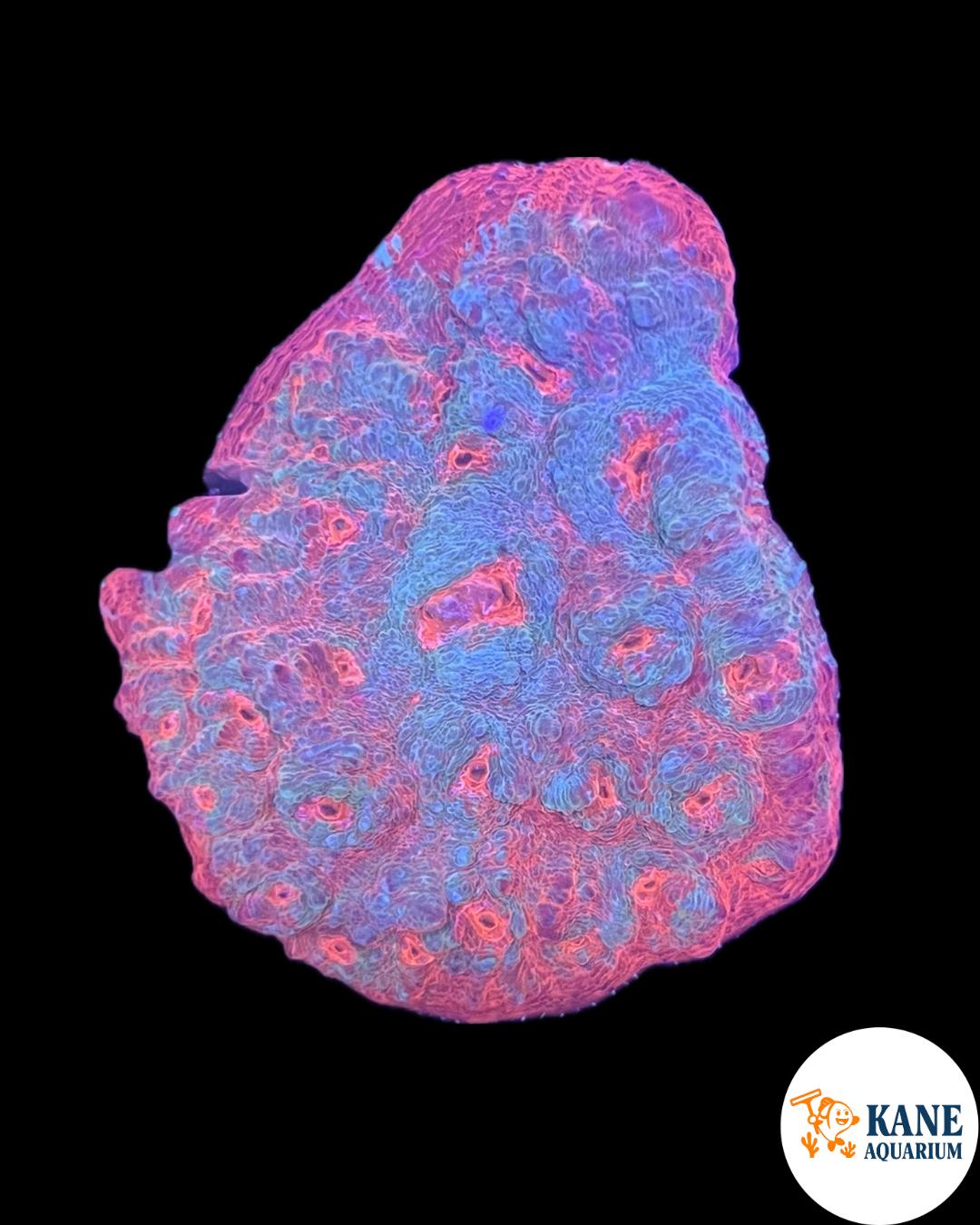 A83 - Red Chalice with blue patches