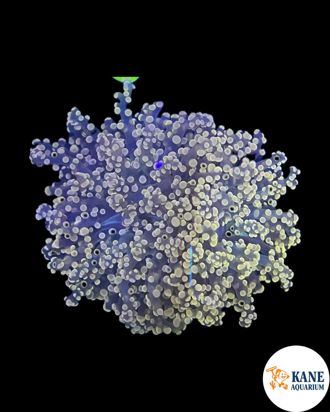 A87 - Orange Octospawn Colony