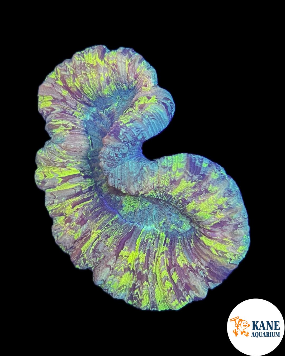A90 - Yellow Rainbow Trachyphyllia