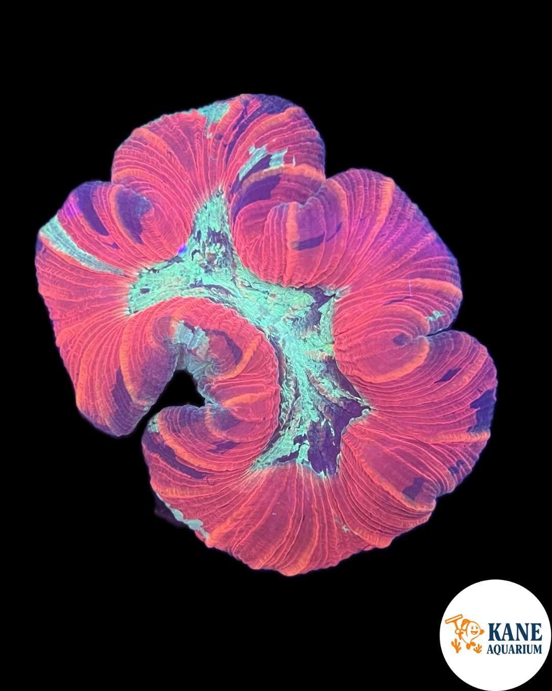 B91 - Red Trachyphyllia with blue mouth