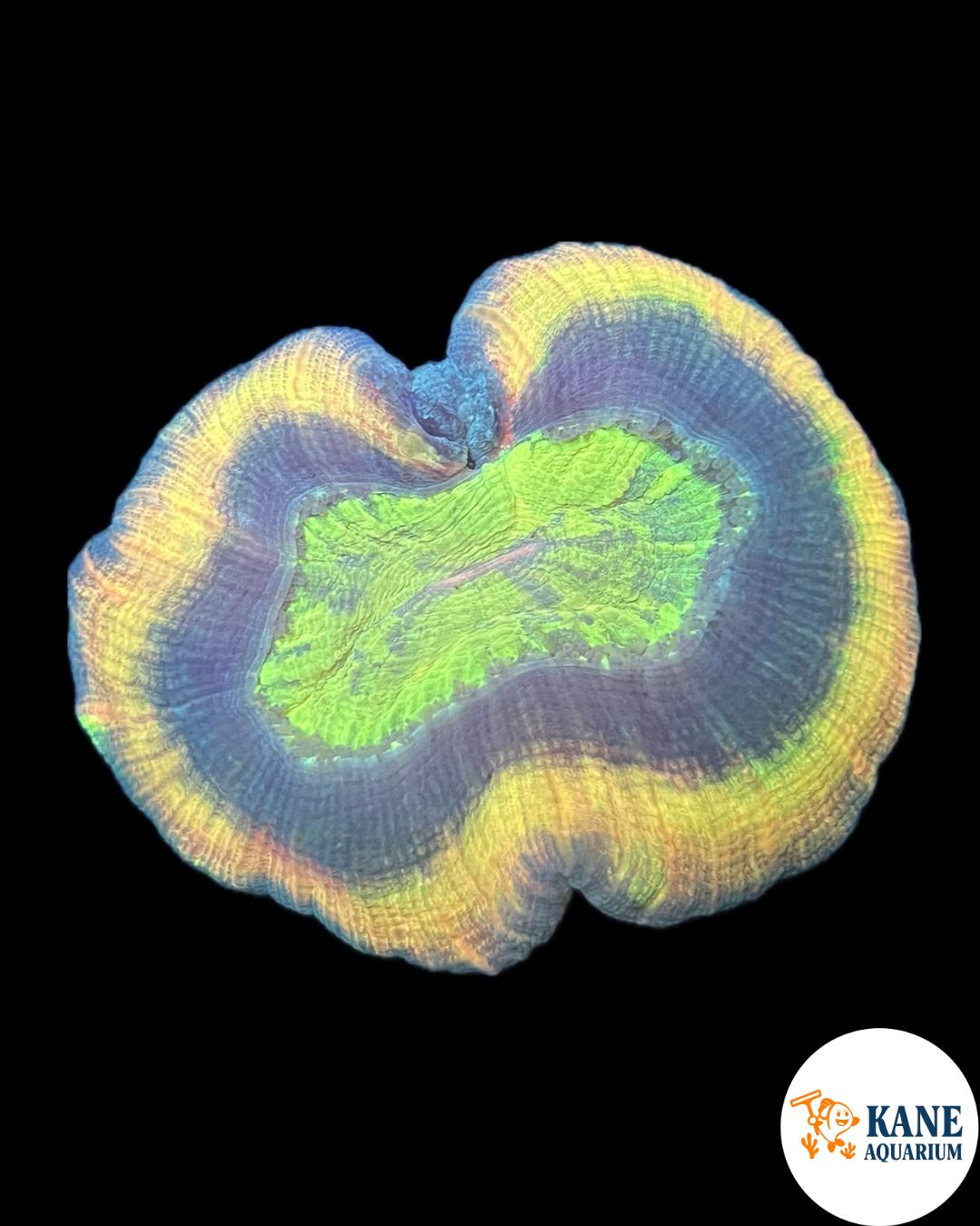 B92 - Yellow Trachyphyllia with green mouth