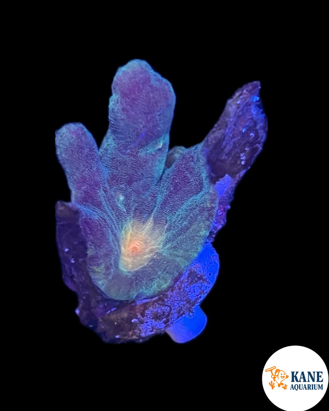 A97 - Pectinia Frag