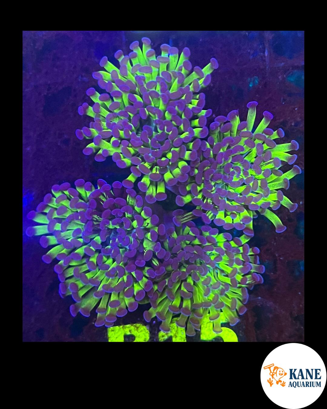 A99 - Bicolor Hammer branching colony