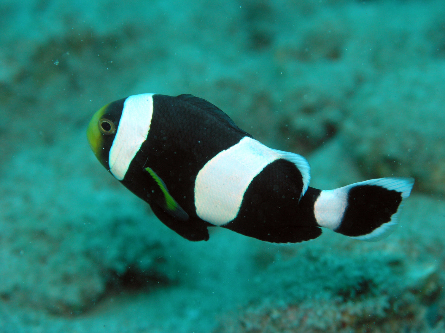 Black Polymus Clownfish