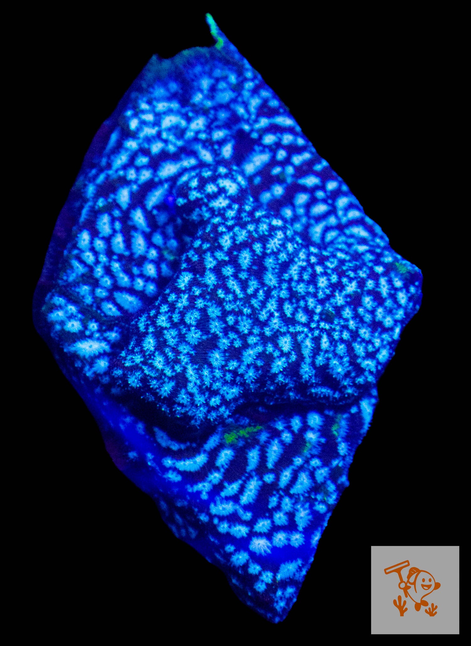 Mr Freeze Lepto plate