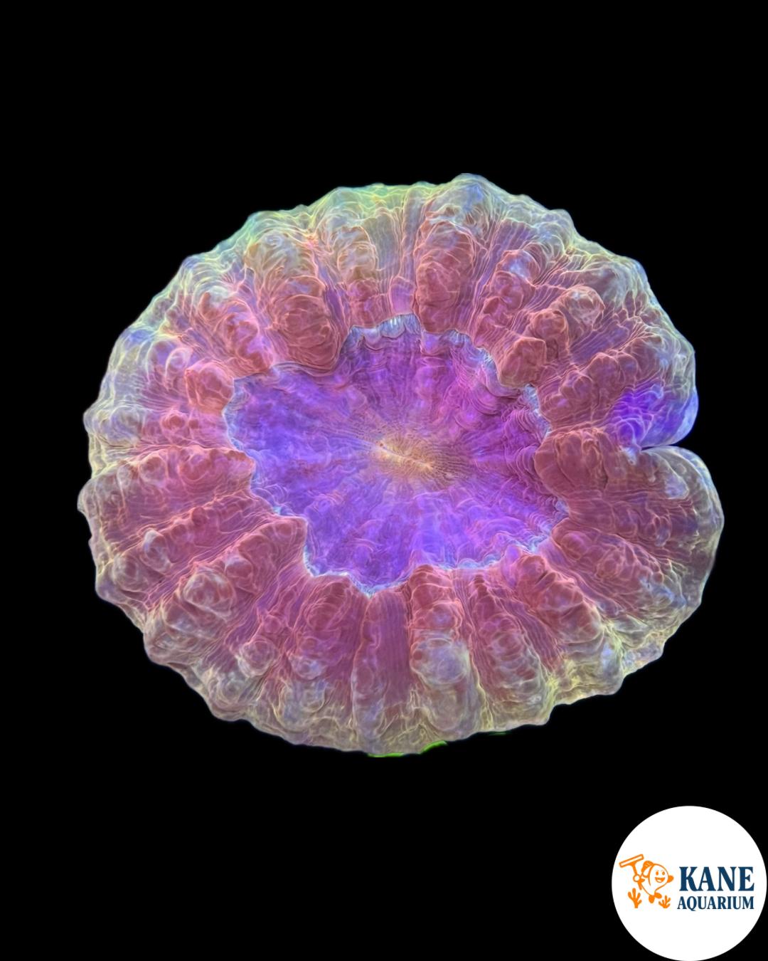 B10 - Acanthophyllia Donut Purple with green skirt