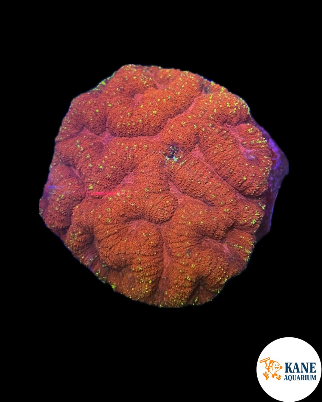 B14 - Symphyllia Red with gold sparkles