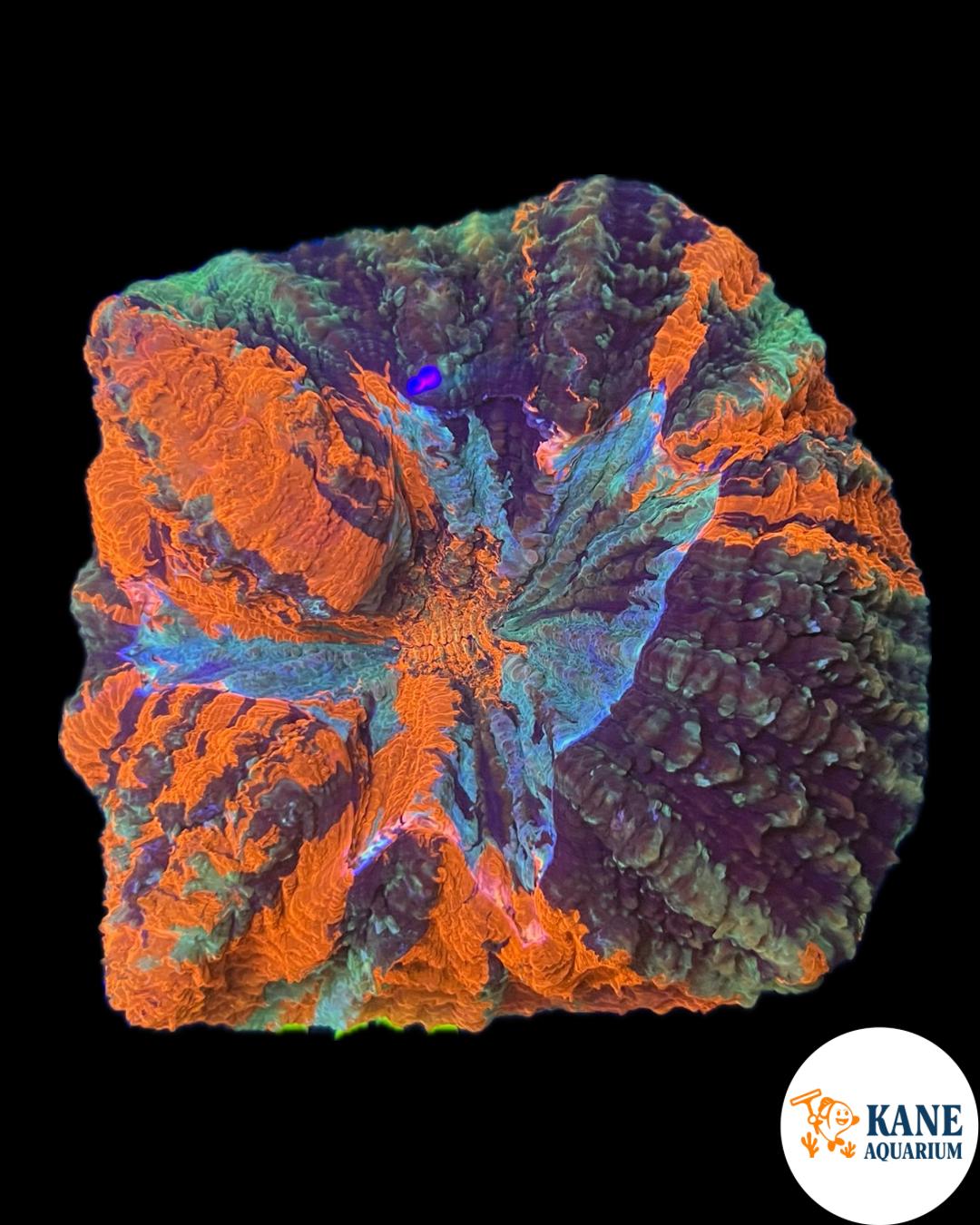 B15 - Acanthophyllia Donut Rainbow