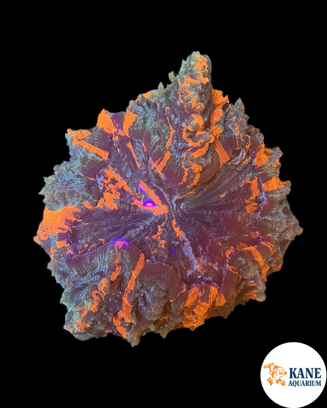 B1 - Orange Acanthophyllia Donut
