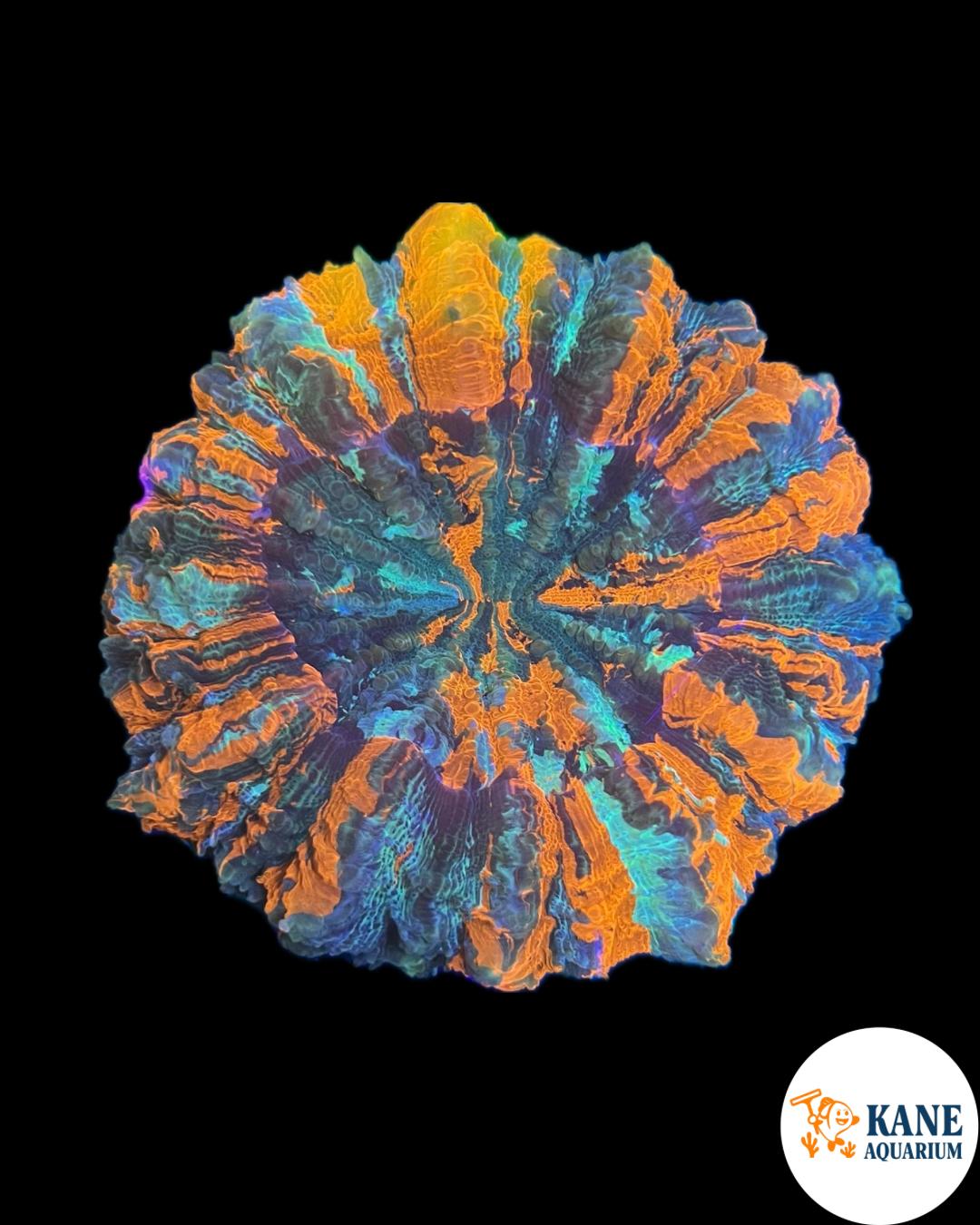 B16 - Acanthophyllia Donut Ultra Orange
