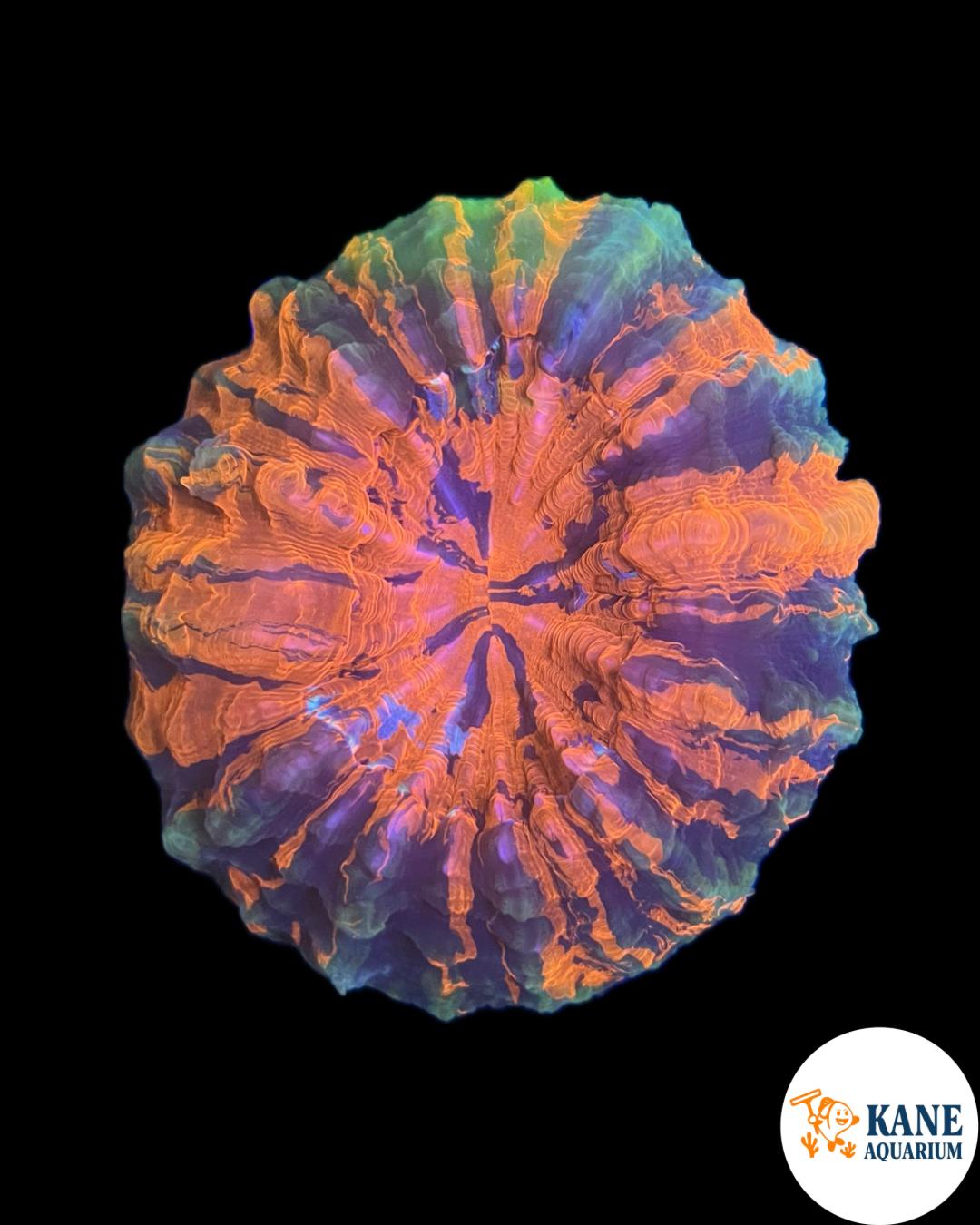 B17 - Acanthophyllia Donut Orange/Blue/Green Stripes