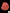 B18 - Acanthophyllia Donut Blood Red