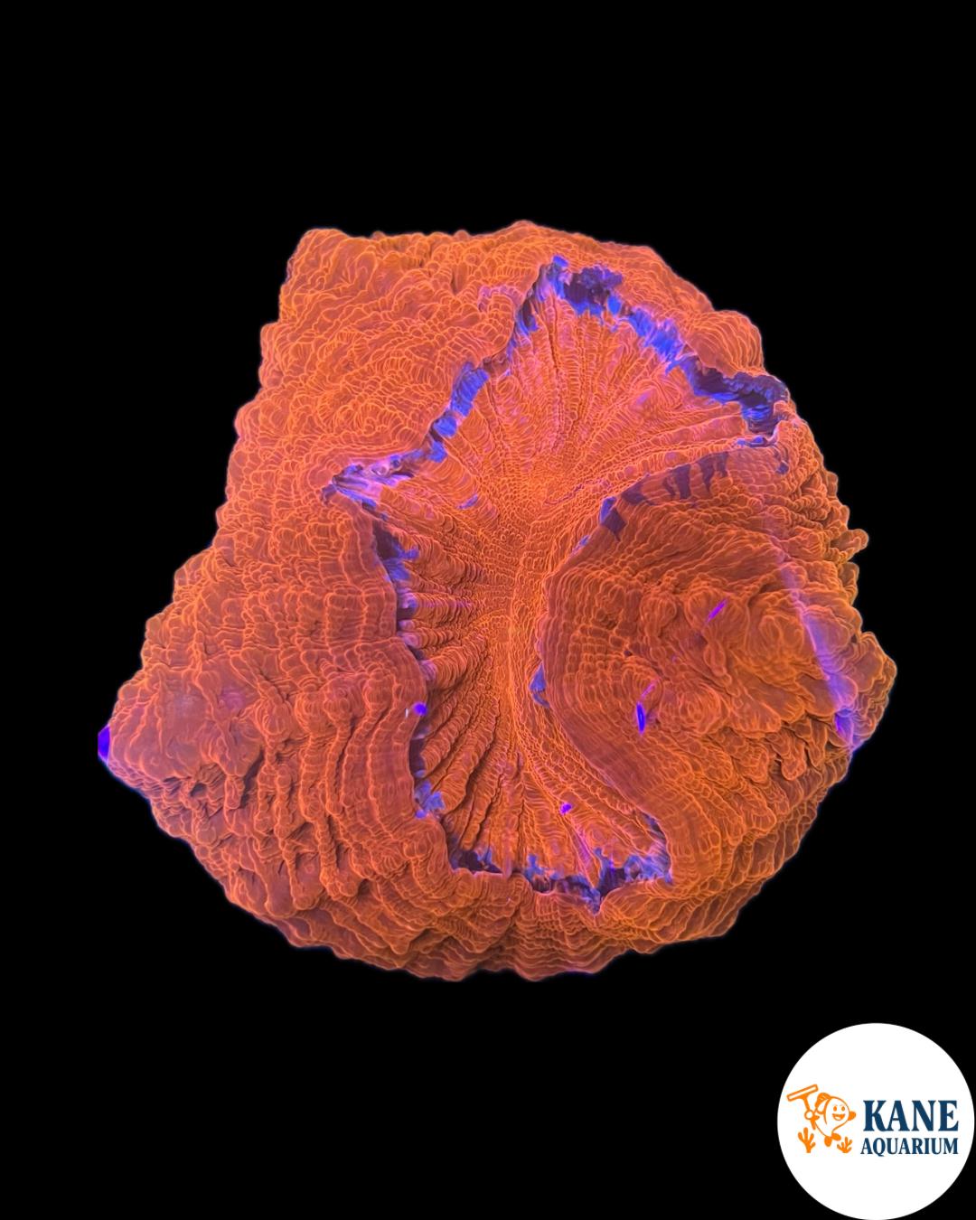 B18 - Acanthophyllia Donut Blood Red