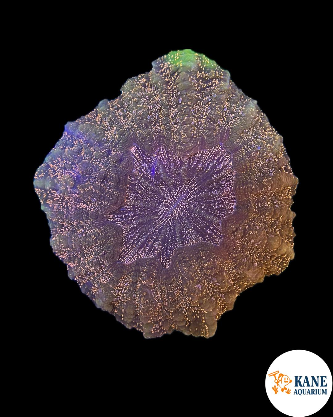 B20 - Acanthophyllia Donut Army green with Neon pink sparkles and pink mouth