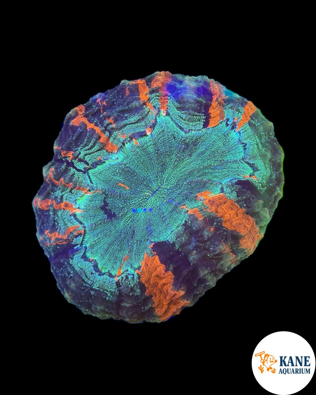 B21 - Acanthophyllia Donut Green with Orange/blue stripes