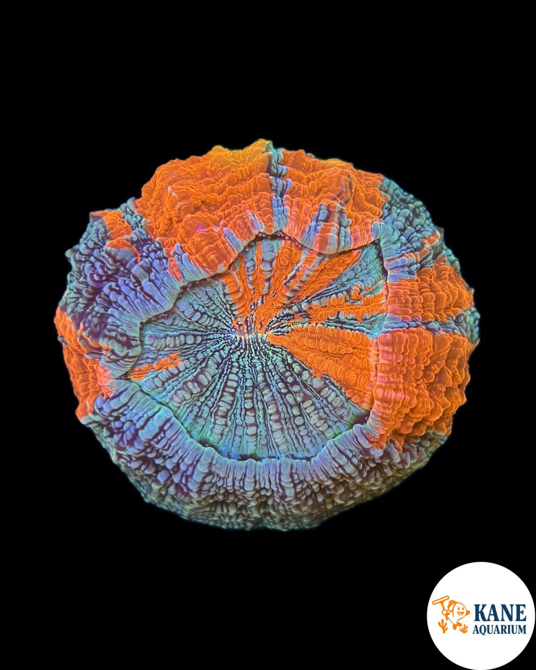 B22 - Acanthophyllia Donut Rare half striped Orange and baby blue