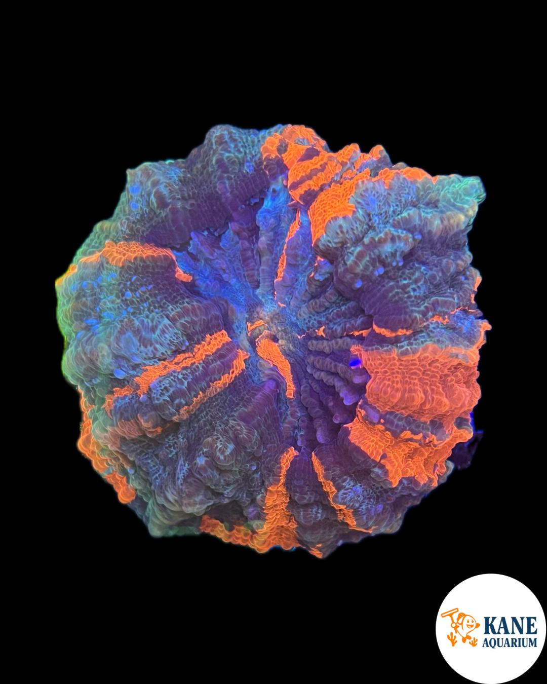 B23 - Acanthophyllia donut Blue/green with Orange Stripes