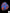 B2 - Acanthophyllia Donut Baby blue with Orange stripes