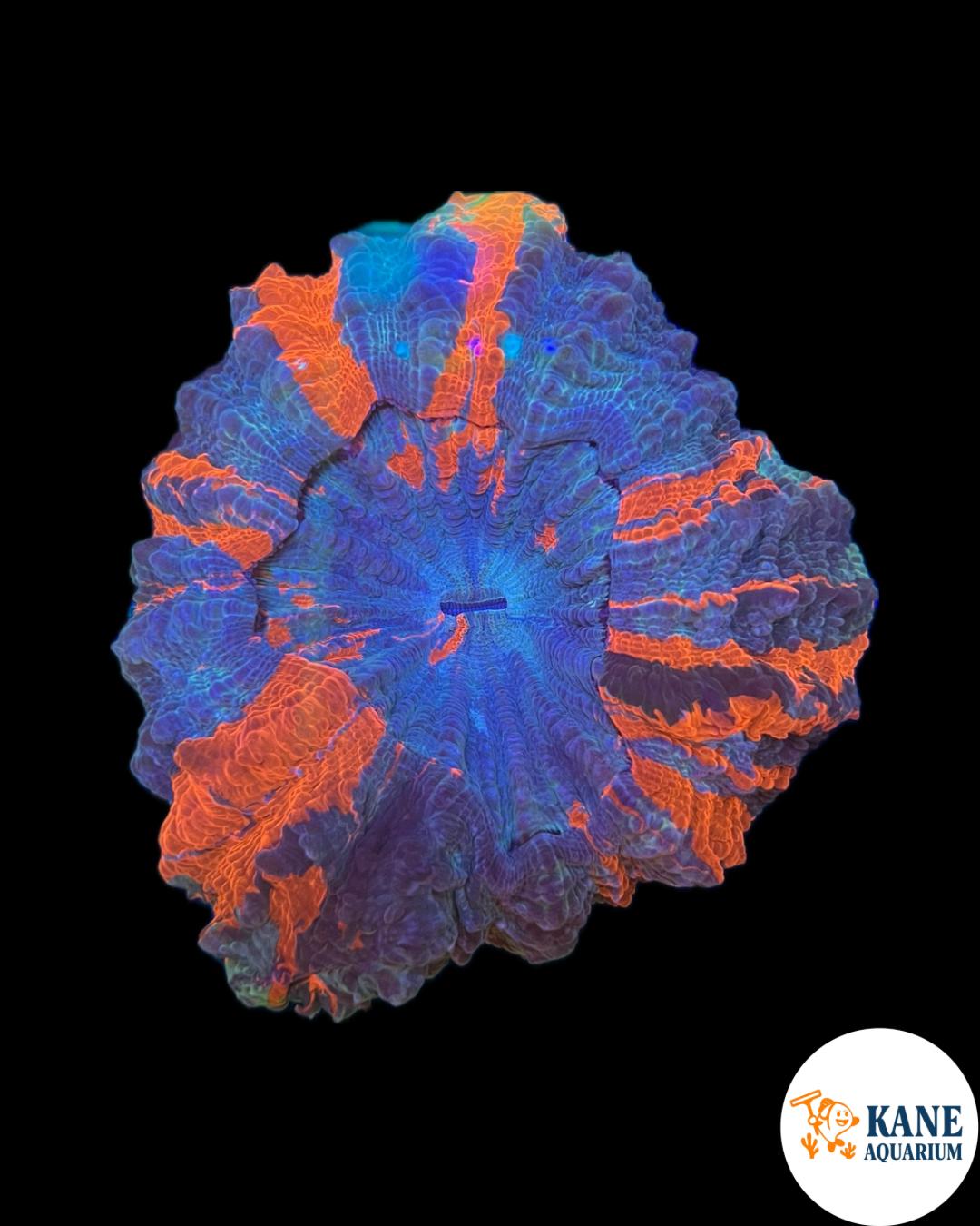 B2 - Acanthophyllia Donut Baby blue with Orange stripes