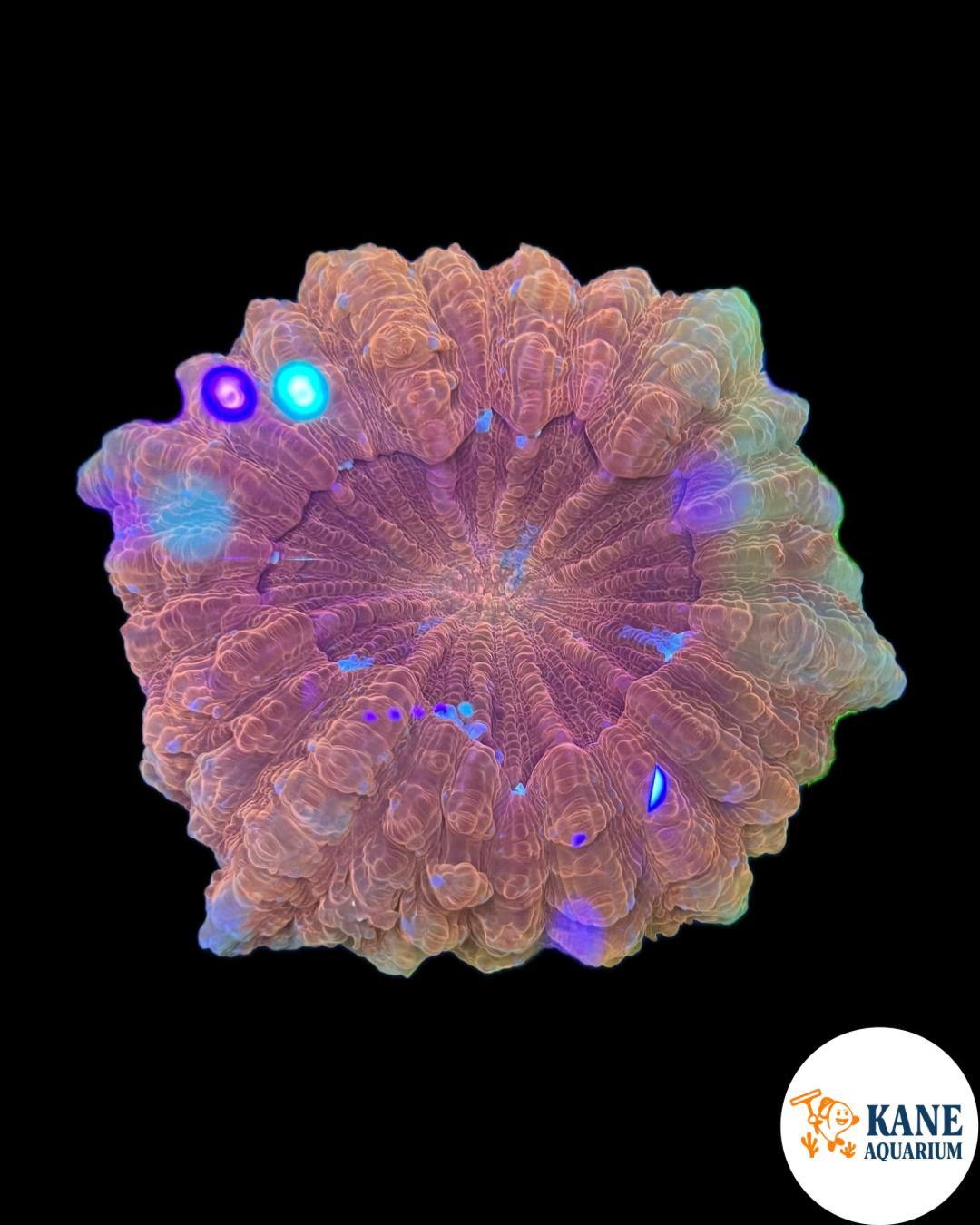B24 - Acanthophyllia Donut light orange with Blue