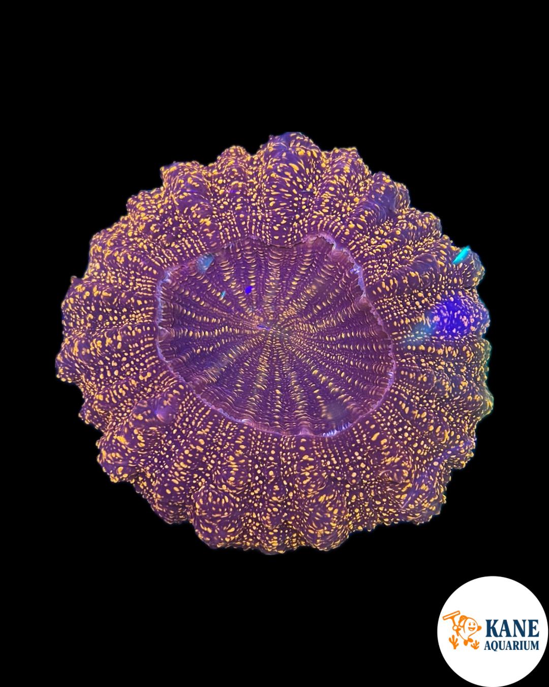 B26 - Acanthophyllia with Pink Sparkles