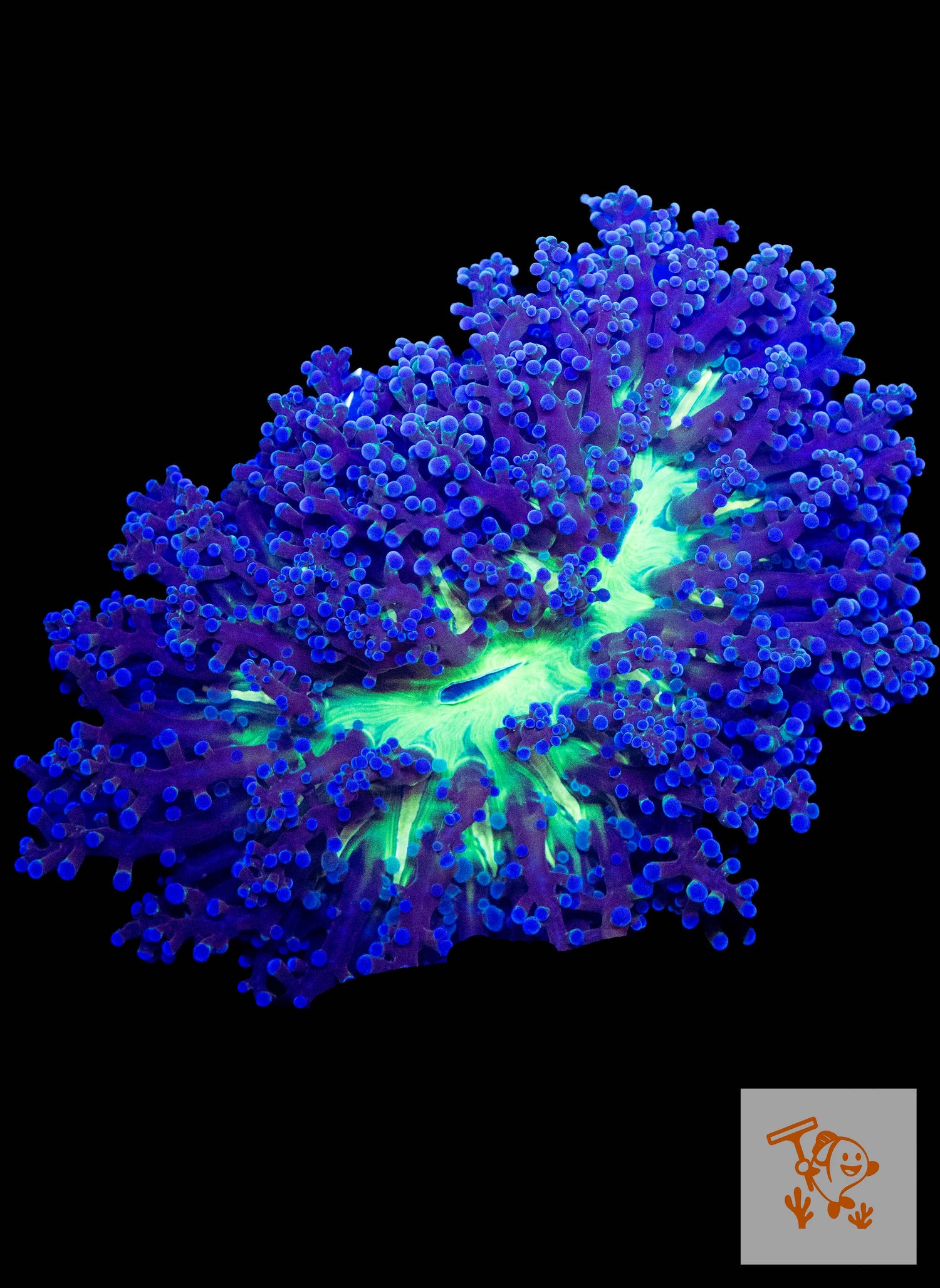 B29 - Blue Frogspawn with neon Green mouth (XL)