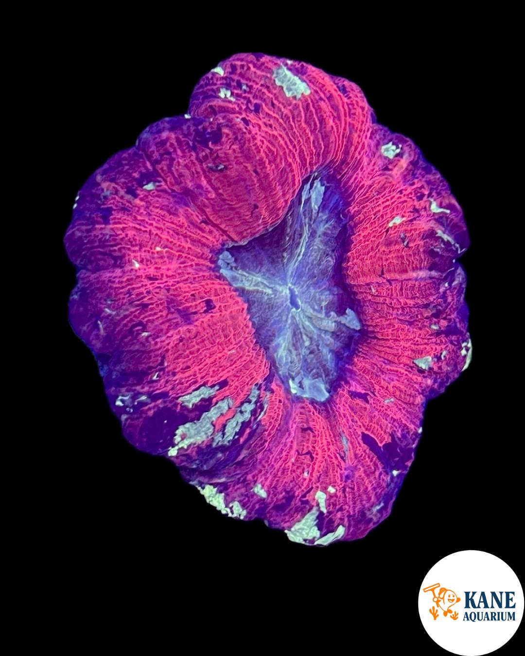 B3 - Red and Green Wellsophyllia with blue marks