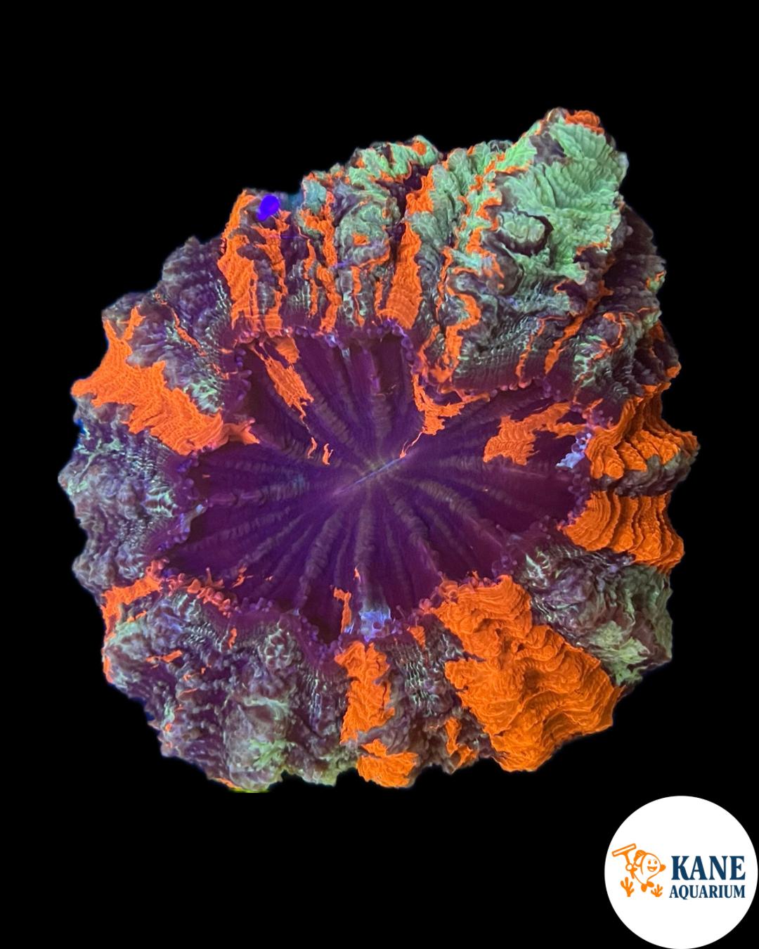 B31 - Acanthophyllia Donut Orange/green stripes