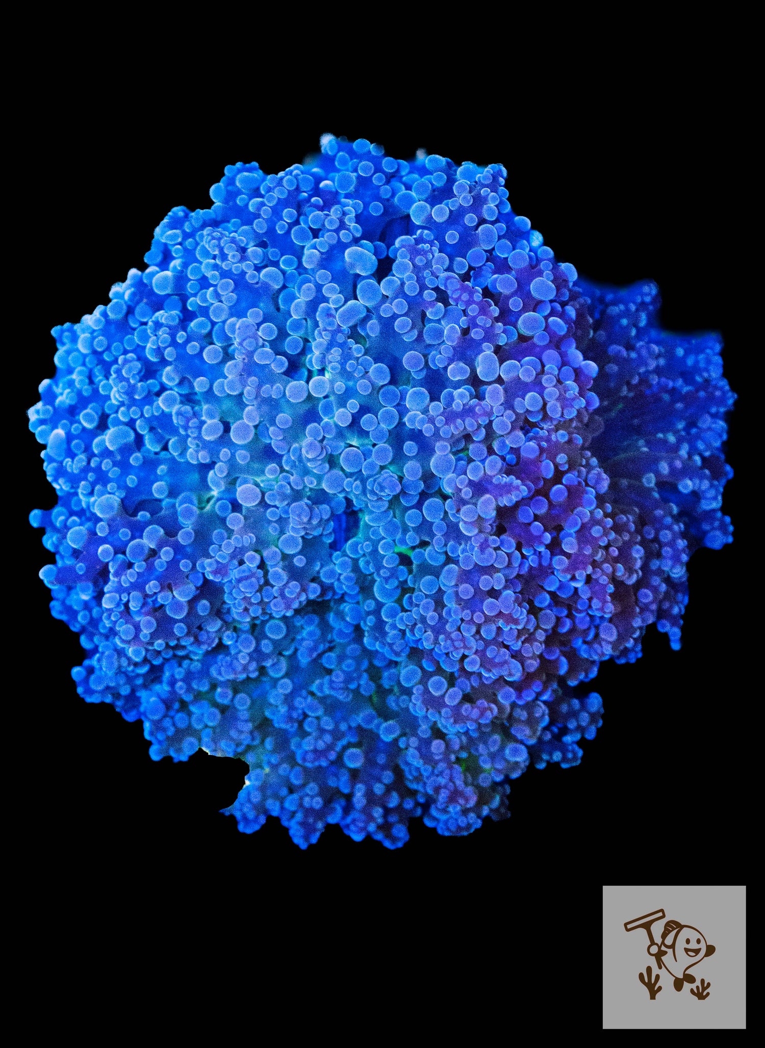 B33 - Metalic Grey Frogspawn colony