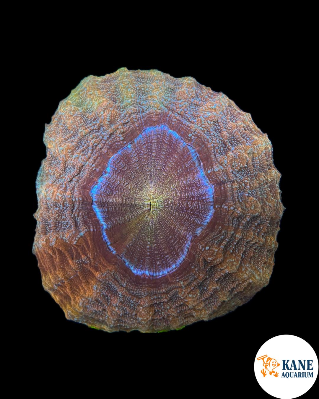 B33 - Acanthophyllia Donut Orange with Darker Orange Stripes
