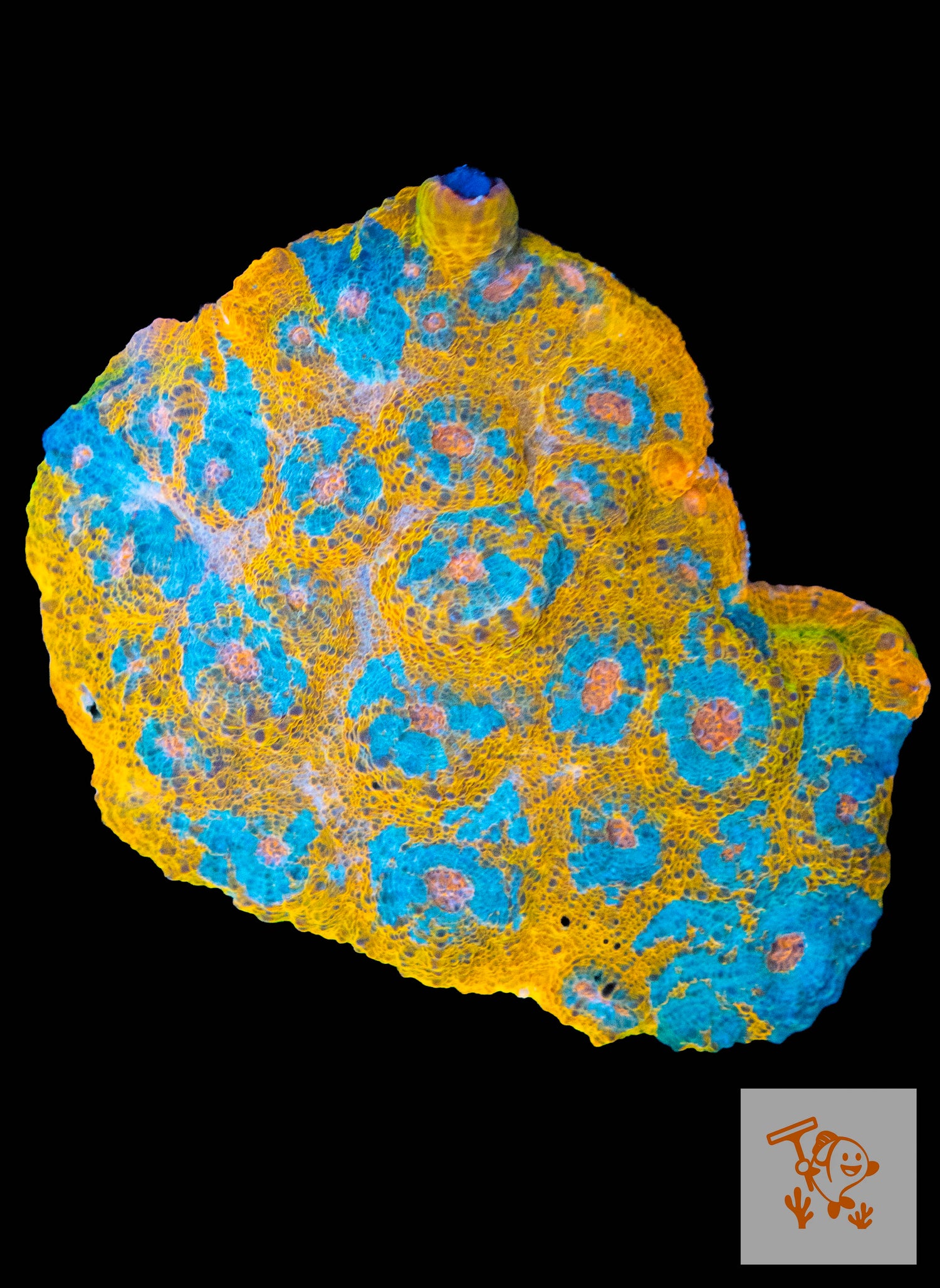 B34 - Orange Chalice with Blue mouth Colony