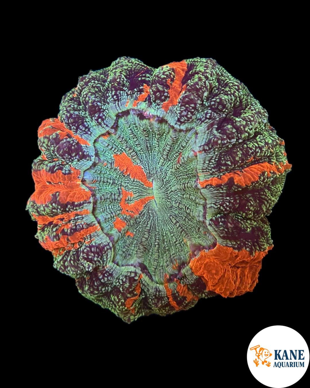 B34 - Acanthophyllia Donut Green sparkles with Orange stripes