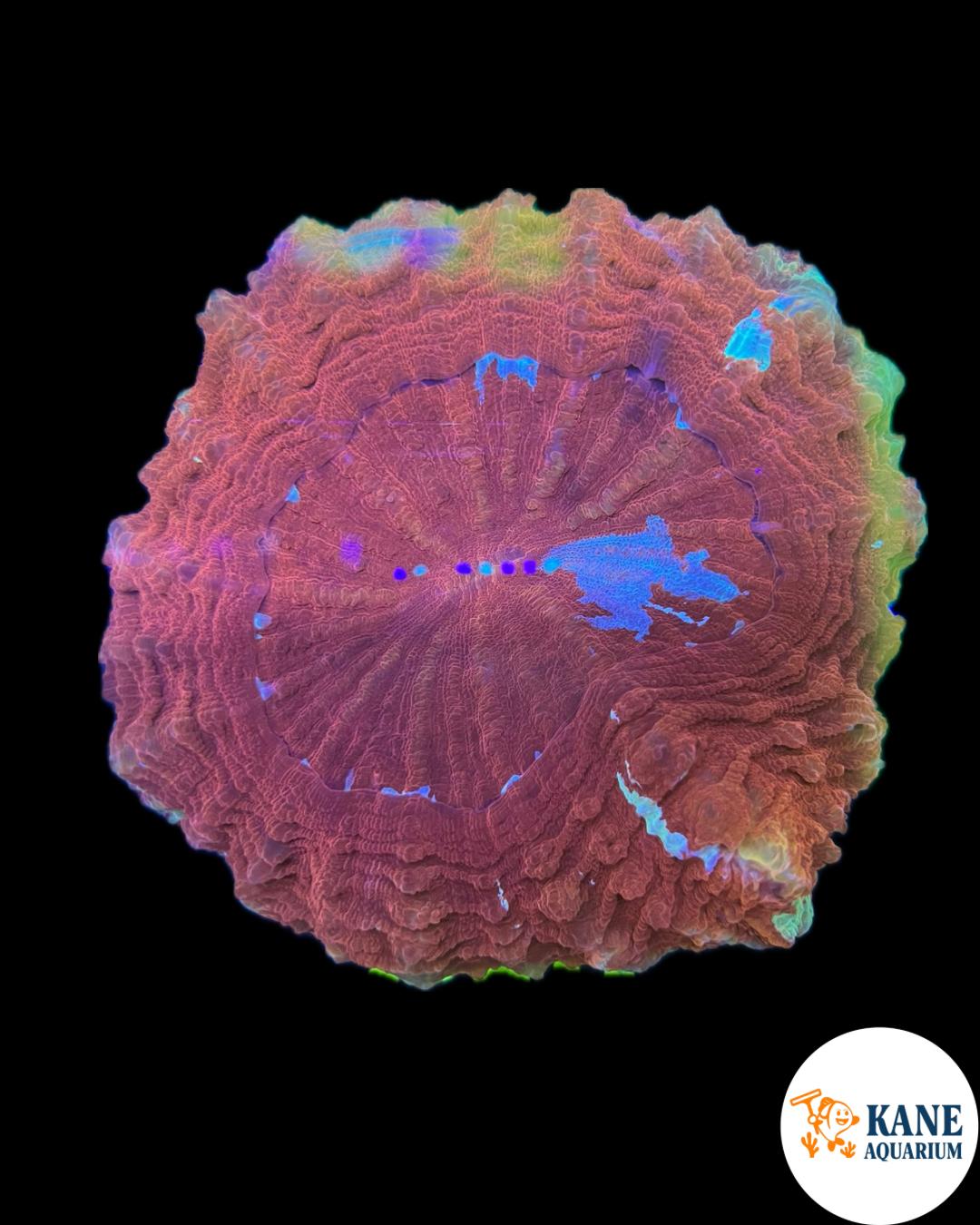 B35 - Acanthophyllia Donut red with blue stripes